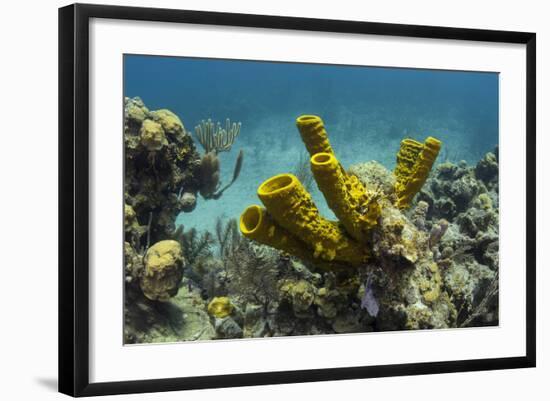 Yellow Tube Sponge, Lighthouse Reef, Atoll, Belize Barrier Reef, Belize-Pete Oxford-Framed Photographic Print