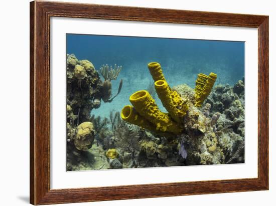 Yellow Tube Sponge, Lighthouse Reef, Atoll, Belize Barrier Reef, Belize-Pete Oxford-Framed Photographic Print