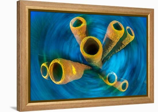 Yellow tube sponge on a coral reef, Cayman Islands-Alex Mustard-Framed Premier Image Canvas