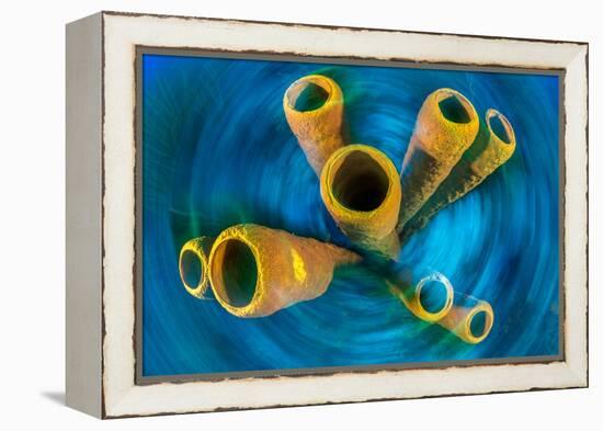 Yellow tube sponge on a coral reef, Cayman Islands-Alex Mustard-Framed Premier Image Canvas