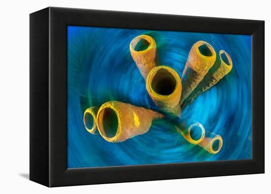 Yellow tube sponge on a coral reef, Cayman Islands-Alex Mustard-Framed Premier Image Canvas