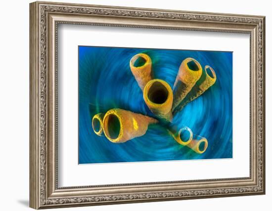 Yellow tube sponge on a coral reef, Cayman Islands-Alex Mustard-Framed Photographic Print