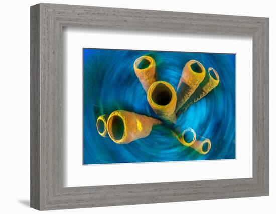 Yellow tube sponge on a coral reef, Cayman Islands-Alex Mustard-Framed Photographic Print