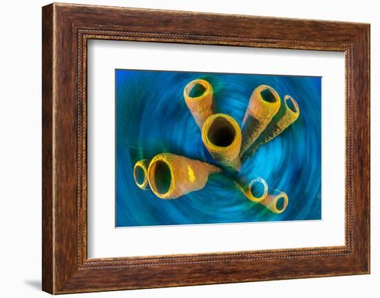 Yellow tube sponge on a coral reef, Cayman Islands-Alex Mustard-Framed Photographic Print