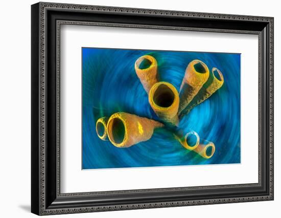 Yellow tube sponge on a coral reef, Cayman Islands-Alex Mustard-Framed Photographic Print