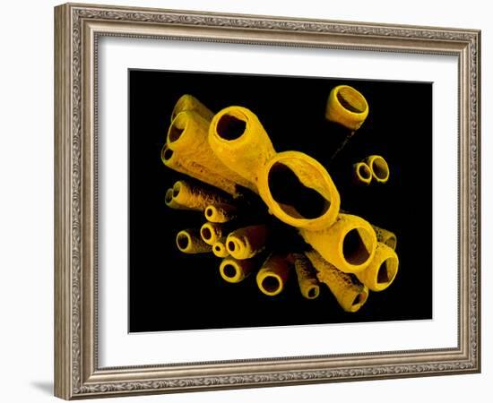 Yellow Tube Sponges (Aplysina Fistularis) Growing on a Caribbean Coral Reef-Alex Mustard-Framed Photographic Print
