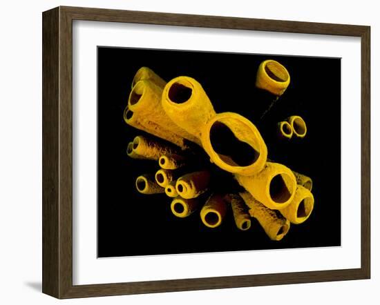 Yellow Tube Sponges (Aplysina Fistularis) Growing on a Caribbean Coral Reef-Alex Mustard-Framed Photographic Print