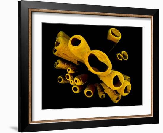 Yellow Tube Sponges (Aplysina Fistularis) Growing on a Caribbean Coral Reef-Alex Mustard-Framed Photographic Print