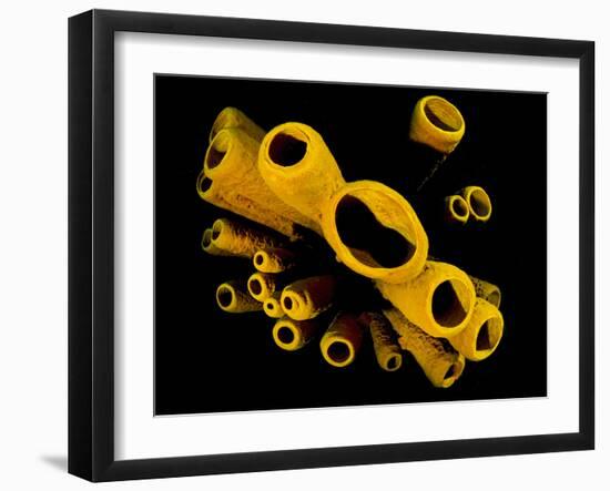 Yellow Tube Sponges (Aplysina Fistularis) Growing on a Caribbean Coral Reef-Alex Mustard-Framed Photographic Print