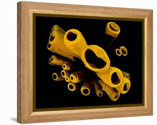 Yellow Tube Sponges (Aplysina Fistularis) Growing on a Caribbean Coral Reef-Alex Mustard-Framed Premier Image Canvas