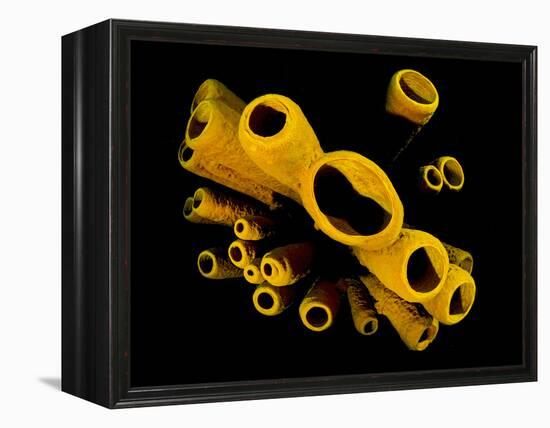 Yellow Tube Sponges (Aplysina Fistularis) Growing on a Caribbean Coral Reef-Alex Mustard-Framed Premier Image Canvas