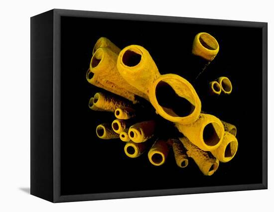 Yellow Tube Sponges (Aplysina Fistularis) Growing on a Caribbean Coral Reef-Alex Mustard-Framed Premier Image Canvas