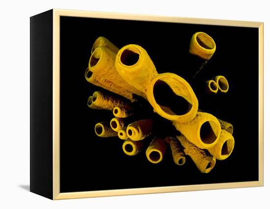 Yellow Tube Sponges (Aplysina Fistularis) Growing on a Caribbean Coral Reef-Alex Mustard-Framed Premier Image Canvas