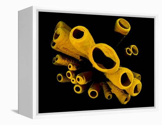 Yellow Tube Sponges (Aplysina Fistularis) Growing on a Caribbean Coral Reef-Alex Mustard-Framed Premier Image Canvas