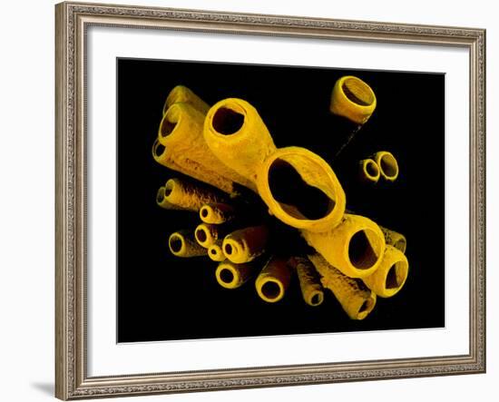 Yellow Tube Sponges (Aplysina Fistularis) Growing on a Caribbean Coral Reef-Alex Mustard-Framed Photographic Print