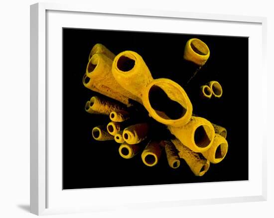 Yellow Tube Sponges (Aplysina Fistularis) Growing on a Caribbean Coral Reef-Alex Mustard-Framed Photographic Print