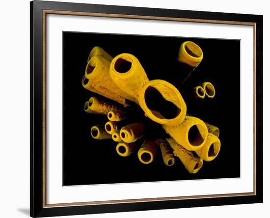 Yellow Tube Sponges (Aplysina Fistularis) Growing on a Caribbean Coral Reef-Alex Mustard-Framed Photographic Print