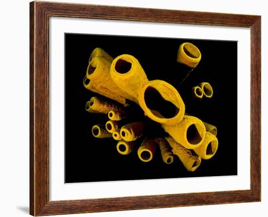 Yellow Tube Sponges (Aplysina Fistularis) Growing on a Caribbean Coral Reef-Alex Mustard-Framed Photographic Print