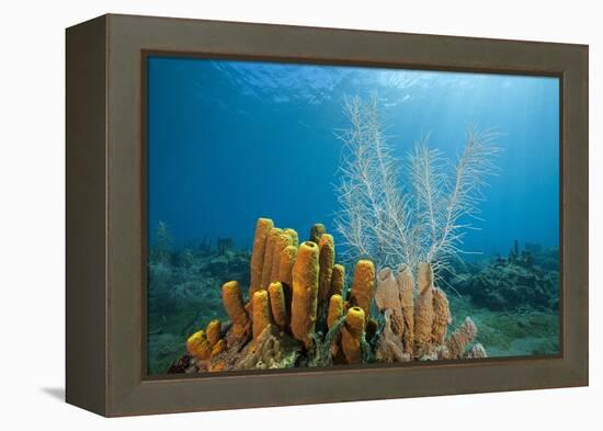 Yellow Tube Sponges in Coral Reef-Reinhard Dirscherl-Framed Premier Image Canvas