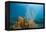 Yellow Tube Sponges in Coral Reef-Reinhard Dirscherl-Framed Premier Image Canvas