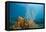 Yellow Tube Sponges in Coral Reef-Reinhard Dirscherl-Framed Premier Image Canvas