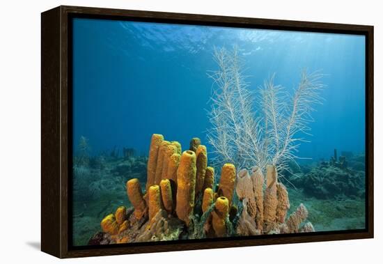 Yellow Tube Sponges in Coral Reef-Reinhard Dirscherl-Framed Premier Image Canvas