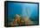 Yellow Tube Sponges in Coral Reef-Reinhard Dirscherl-Framed Premier Image Canvas