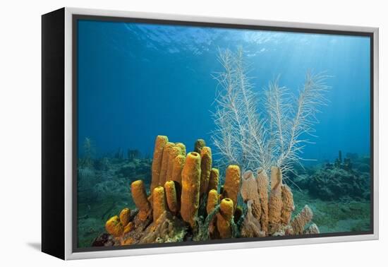 Yellow Tube Sponges in Coral Reef-Reinhard Dirscherl-Framed Premier Image Canvas