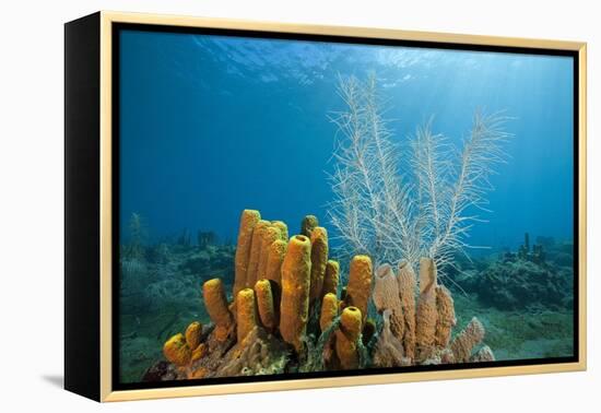 Yellow Tube Sponges in Coral Reef-Reinhard Dirscherl-Framed Premier Image Canvas