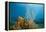 Yellow Tube Sponges in Coral Reef-Reinhard Dirscherl-Framed Premier Image Canvas