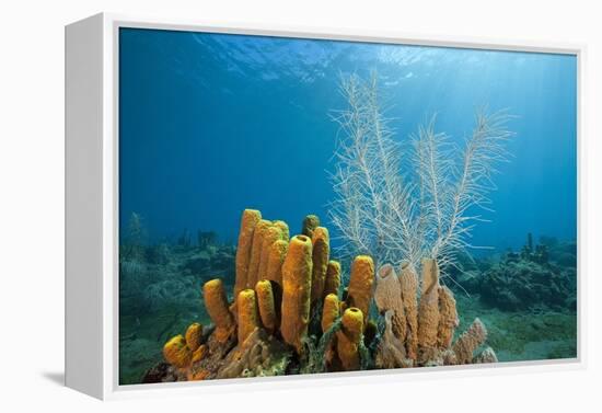 Yellow Tube Sponges in Coral Reef-Reinhard Dirscherl-Framed Premier Image Canvas