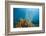 Yellow Tube Sponges in Coral Reef-Reinhard Dirscherl-Framed Photographic Print