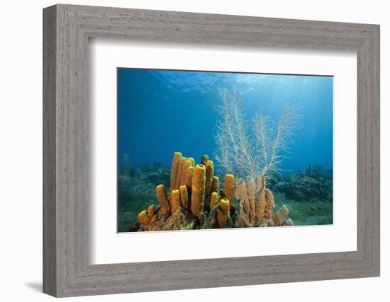 Yellow Tube Sponges in Coral Reef-Reinhard Dirscherl-Framed Photographic Print