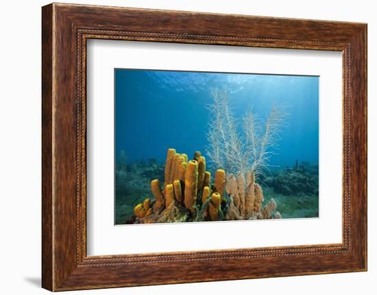 Yellow Tube Sponges in Coral Reef-Reinhard Dirscherl-Framed Photographic Print