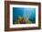 Yellow Tube Sponges in Coral Reef-Reinhard Dirscherl-Framed Photographic Print