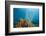 Yellow Tube Sponges in Coral Reef-Reinhard Dirscherl-Framed Photographic Print