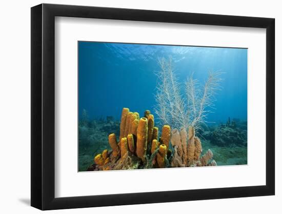 Yellow Tube Sponges in Coral Reef-Reinhard Dirscherl-Framed Photographic Print