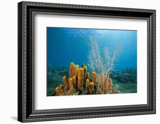 Yellow Tube Sponges in Coral Reef-Reinhard Dirscherl-Framed Photographic Print