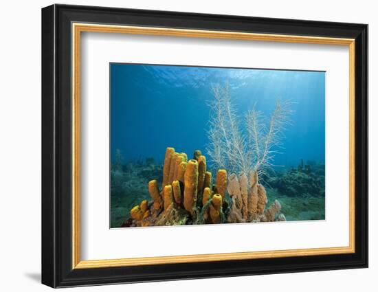 Yellow Tube Sponges in Coral Reef-Reinhard Dirscherl-Framed Photographic Print