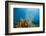 Yellow Tube Sponges in Coral Reef-Reinhard Dirscherl-Framed Photographic Print