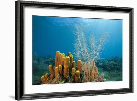 Yellow Tube Sponges in Coral Reef-Reinhard Dirscherl-Framed Photographic Print