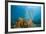 Yellow Tube Sponges in Coral Reef-Reinhard Dirscherl-Framed Photographic Print