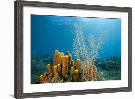 Yellow Tube Sponges in Coral Reef-Reinhard Dirscherl-Framed Photographic Print