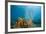 Yellow Tube Sponges in Coral Reef-Reinhard Dirscherl-Framed Photographic Print