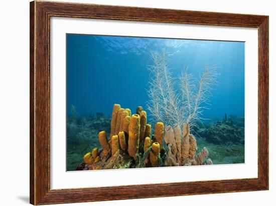 Yellow Tube Sponges in Coral Reef-Reinhard Dirscherl-Framed Photographic Print