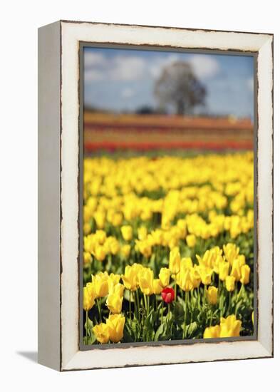 Yellow Tulip Field-Craig Tuttle-Framed Premier Image Canvas