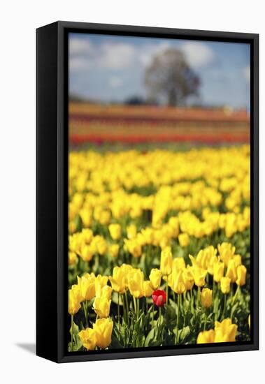 Yellow Tulip Field-Craig Tuttle-Framed Premier Image Canvas