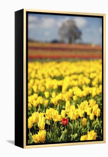 Yellow Tulip Field-Craig Tuttle-Framed Premier Image Canvas