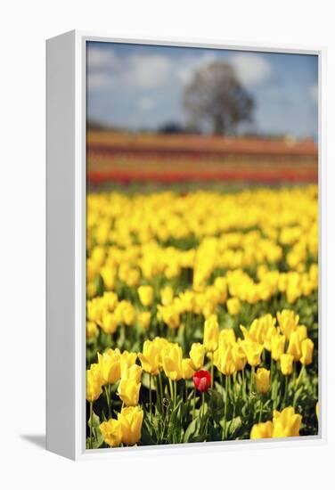 Yellow Tulip Field-Craig Tuttle-Framed Premier Image Canvas