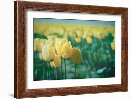 Yellow Tulip Field-null-Framed Photographic Print